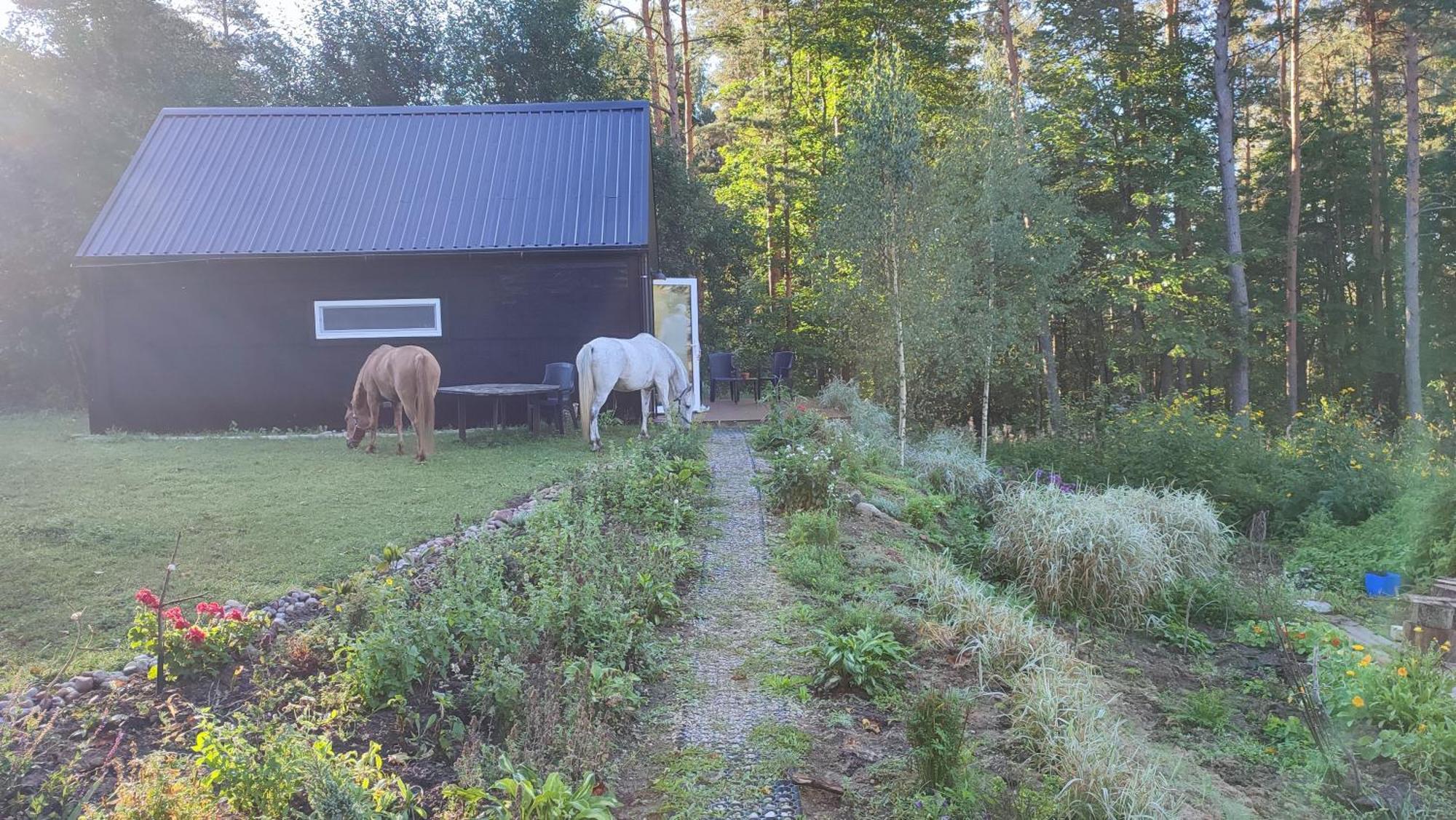 Modern Sauna Cabin In Horse Ranch Liyeplauke Exterior foto